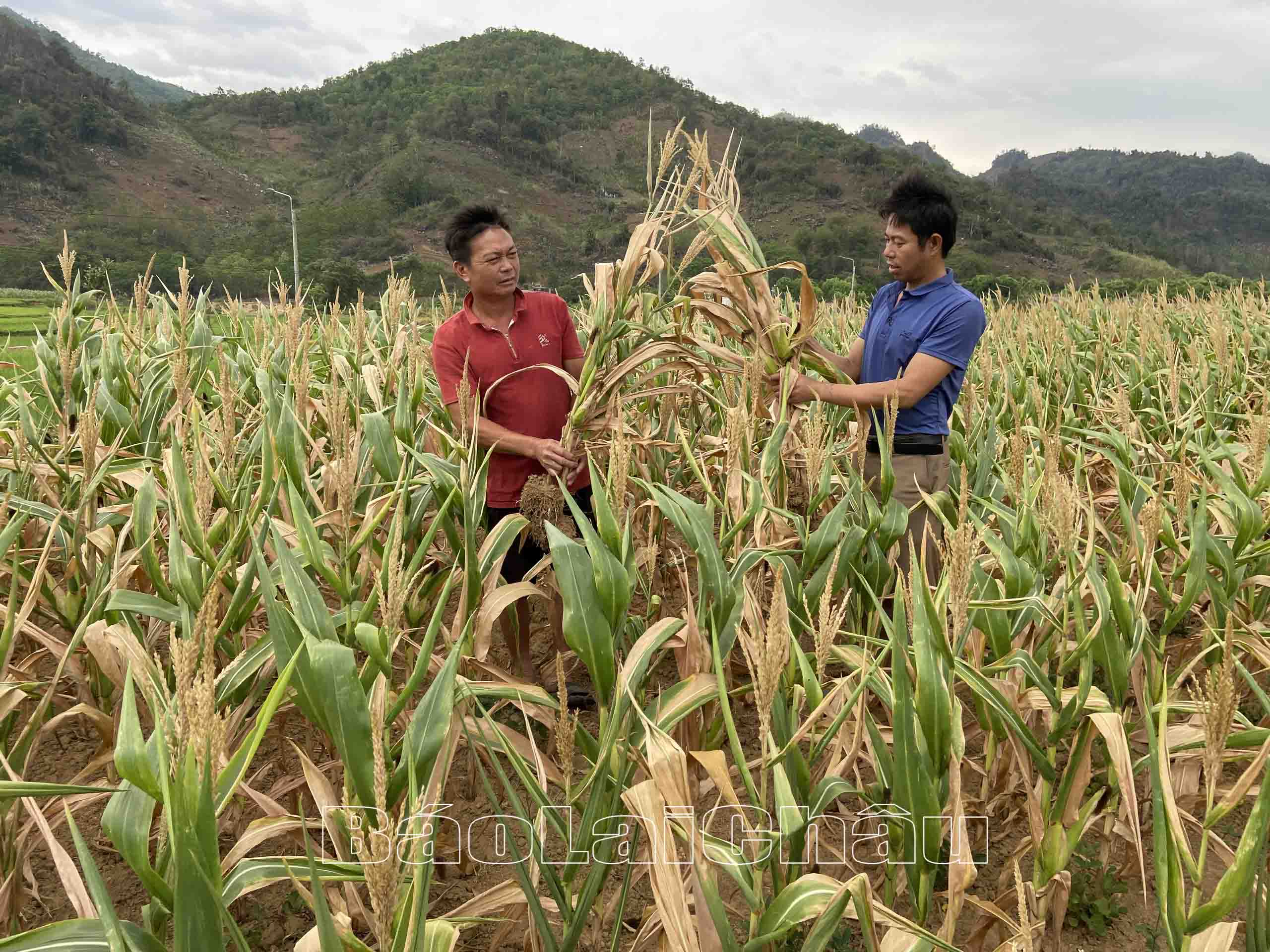 Hơn nửa diện tích ngô của gia đình anh Điêu Chính Vương (bên phải) ở thôn Đoàn Kết, thị trấn Phong Thổ không có khả năng phục hồi.
